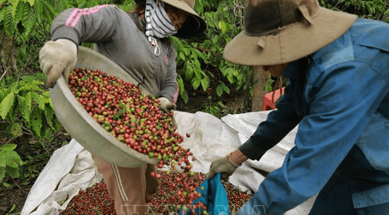 Giá cà phê hôm nay (20-4): Giảm nhẹ