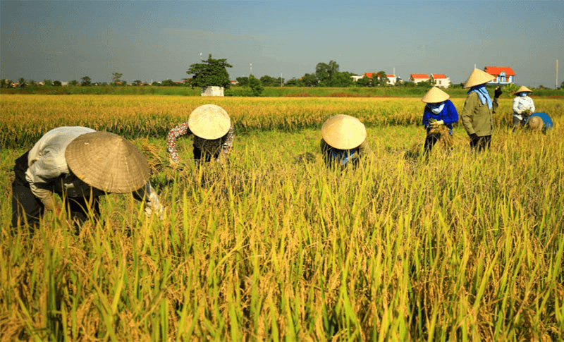 Giá gạo hôm nay 3-5: Không có biến động

​