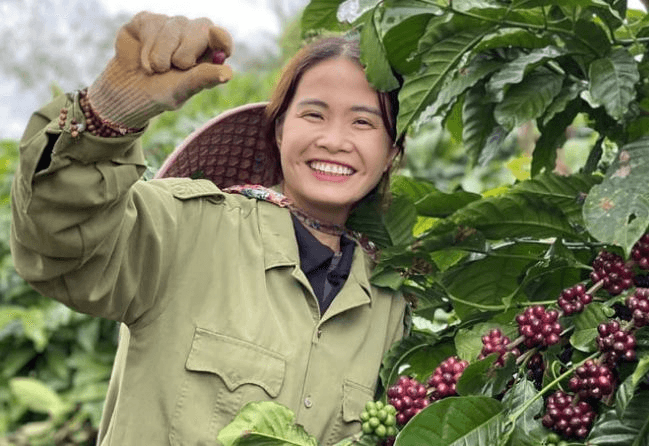 Hôm nay, giá cà phê trong nước tiếp tục "lao dốc"