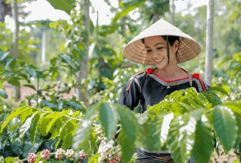 Giá cà phê hôm nay (5-5): Rớt giá tự do