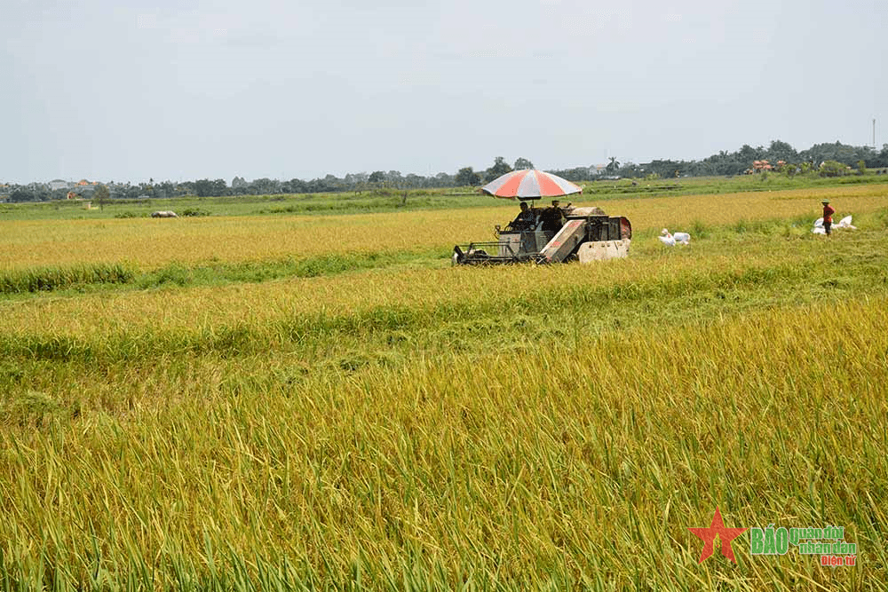 Đối thoại Chủ nhật: Phát triển kinh tế tập thể để nâng cao hiệu quả sản xuất nông nghiệp