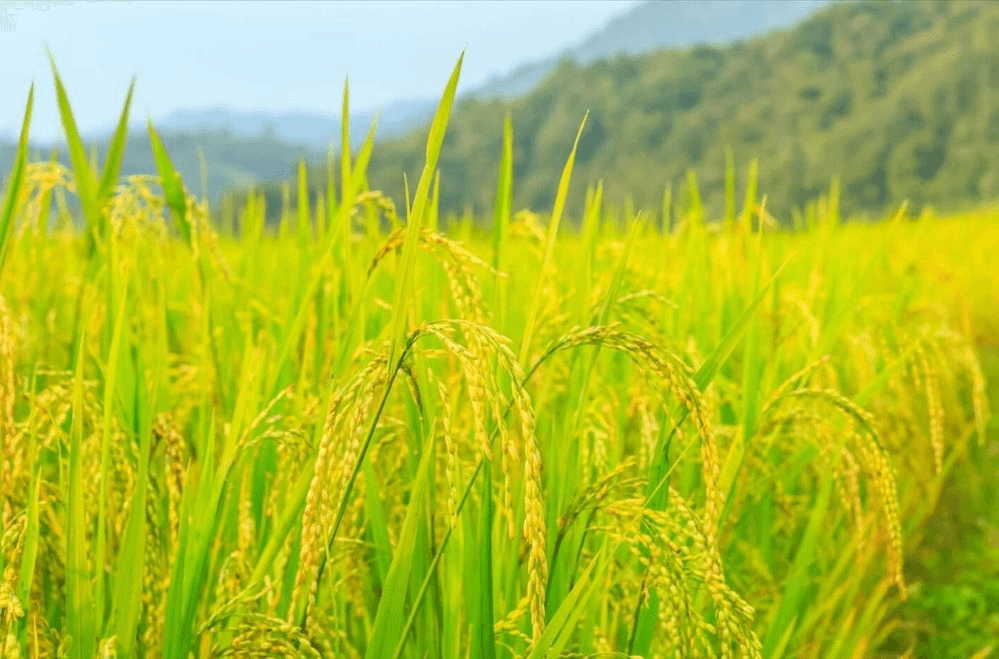 Giá lúa gạo hôm nay (9-5): Giá lúa tăng, giá gạo giảm