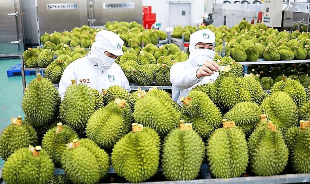 Sầu riêng Việt Nam xuất khẩu sang Trung Quốc tăng mạnh