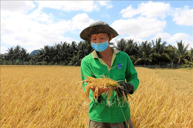 Giá lúa gạo hôm nay (11-5): Giá lúa tăng nhẹ