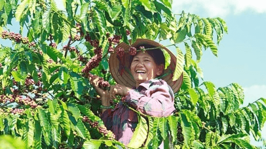 Giá cà phê hôm nay: Giữ ở mức hơn 100.000 đồng/kg