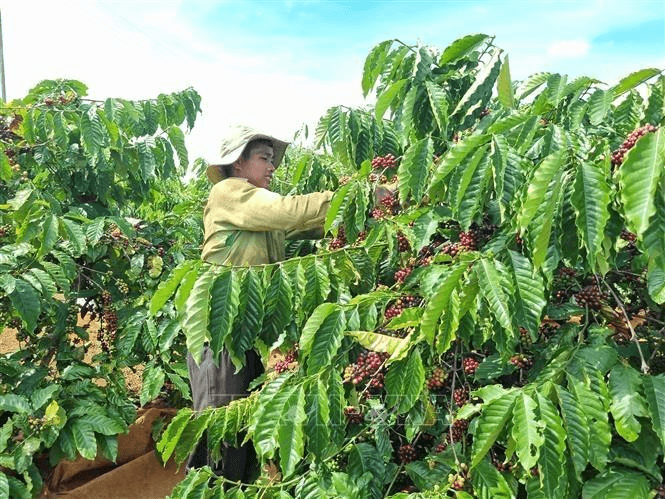 Giá cà phê hôm nay (18-5): Tăng nhẹ