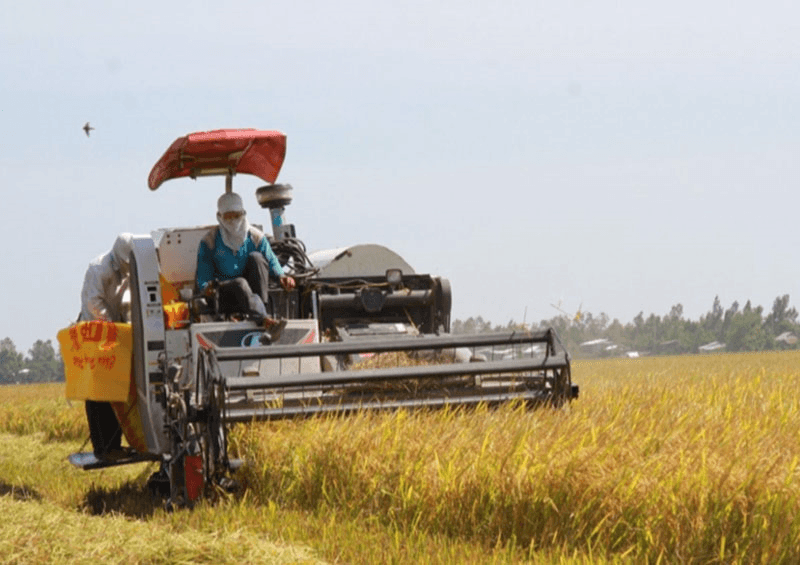 Giá gạo hôm nay (19-5): Duy trì ổn định