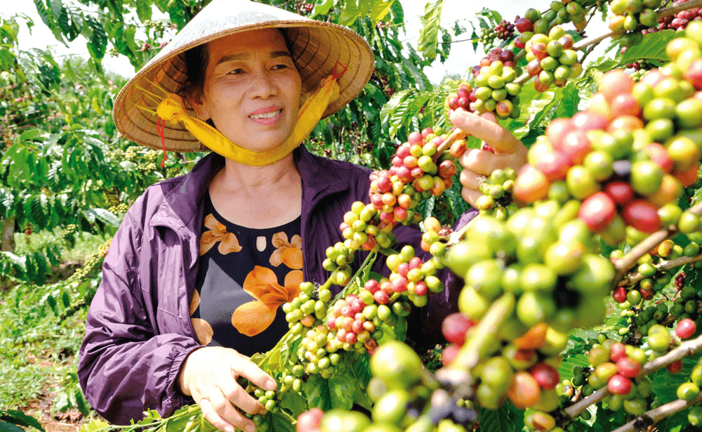 Giá cà phê hôm nay (19-5): Đồng loạt tăng