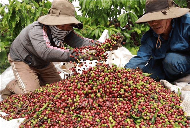 Giá cà phê hôm nay (21-5): Tăng nhẹ ở thị trường trong nước