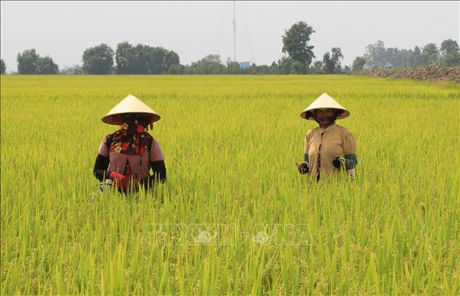 Giá lúa gạo hôm nay (21-5): Tăng nhẹ