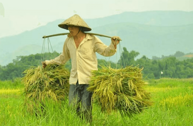 Giá gạo hôm nay (24-5): Thị trường nội địa biến động trái chiều