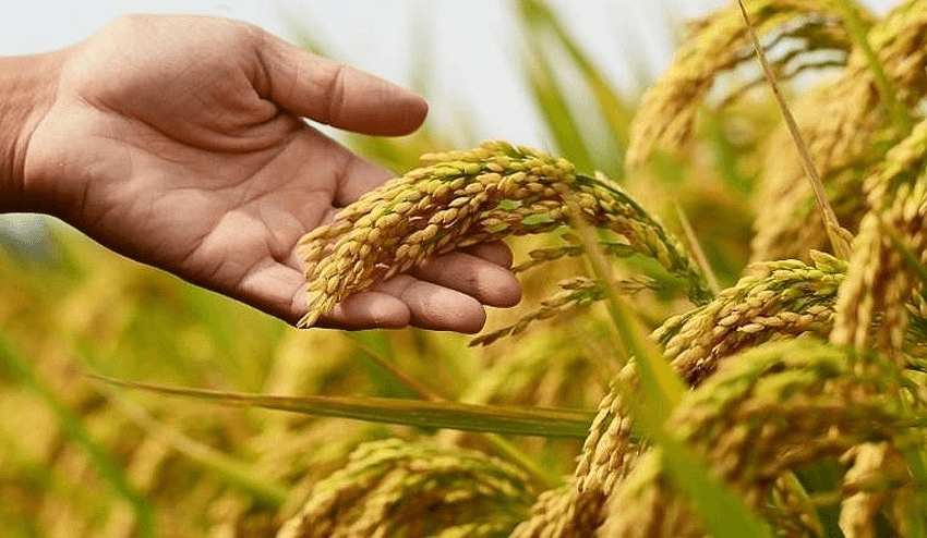 Giá lúa gạo hôm nay (1-6): Gạo xuất khẩu tiếp tục giảm