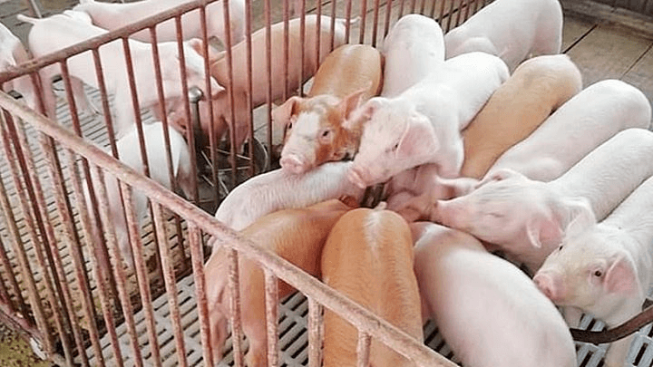 Giá lợn hơi hôm nay (1-6): Giảm 1.000 đồng/kg