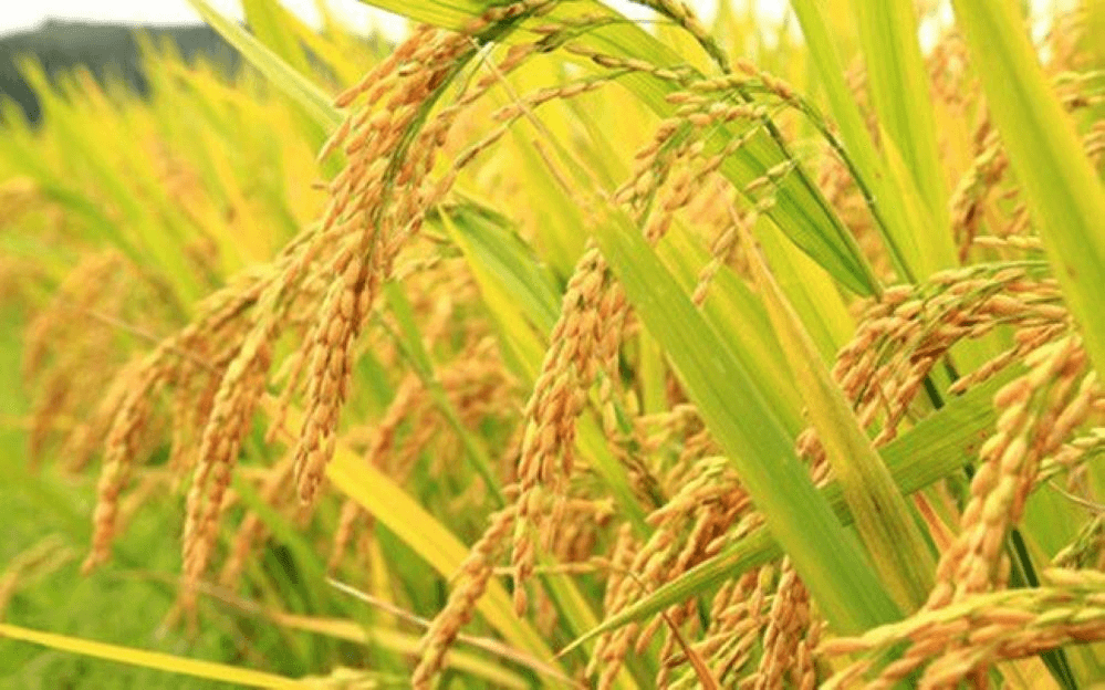 Giá lúa gạo hôm nay (5-6): Giá gạo trong nước tăng