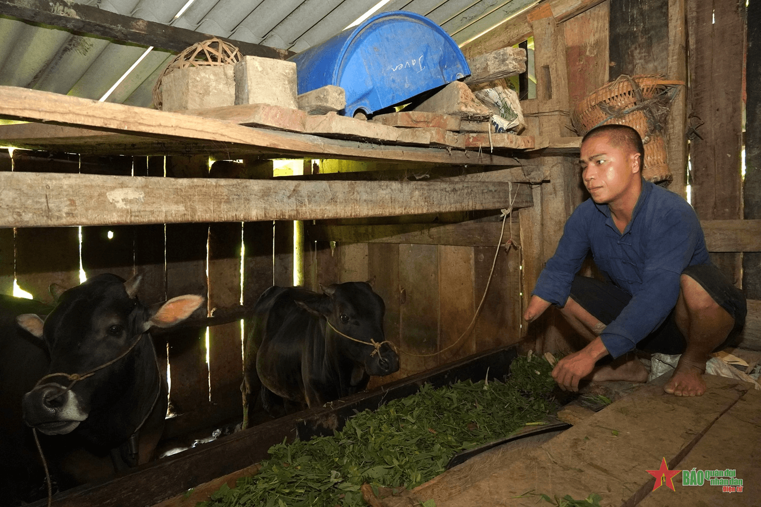 Anh nông dân người Mông thoát nghèo từ nuôi trâu, bò sinh sản trên cao nguyên đá