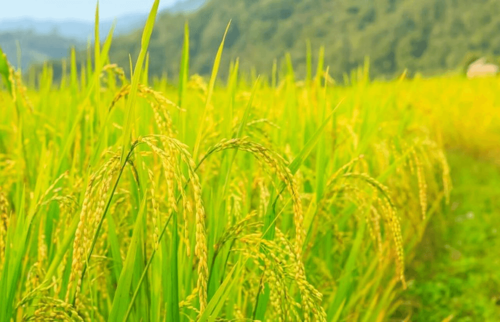 Giá lúa gạo hôm nay (9-6): Giá gạo tăng, giá lúa chững