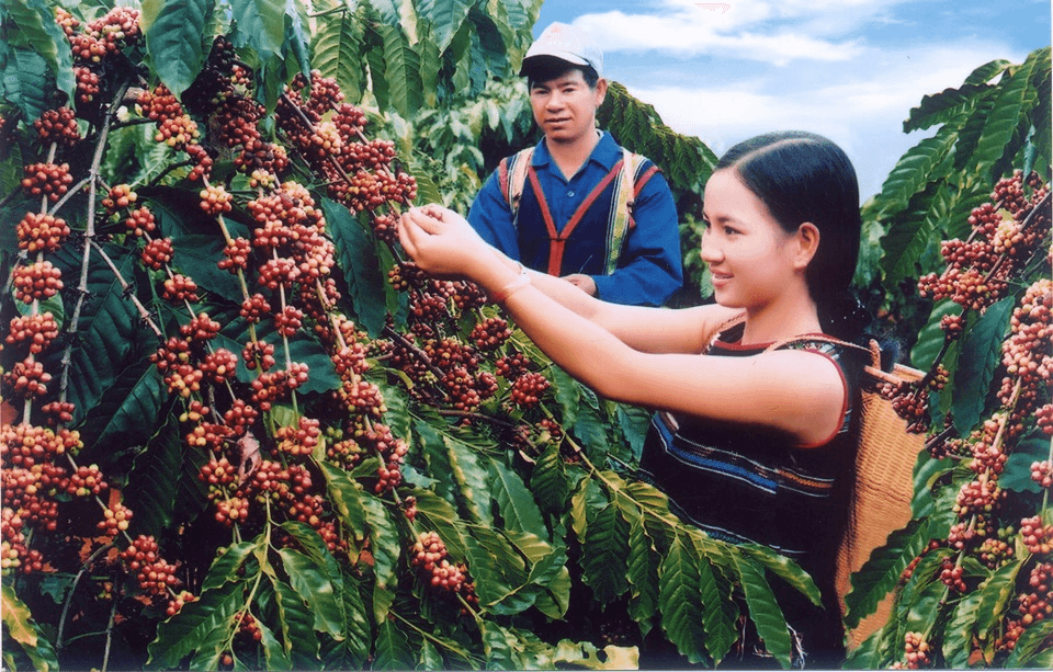 Giá cà phê hôm nay (10-6): Tăng nhẹ, vượt 124.000 đồng/kg
