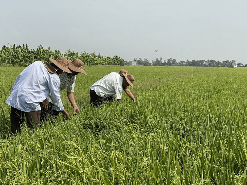 Giá lúa gạo hôm nay (17-6): Xu hướng đi ngang