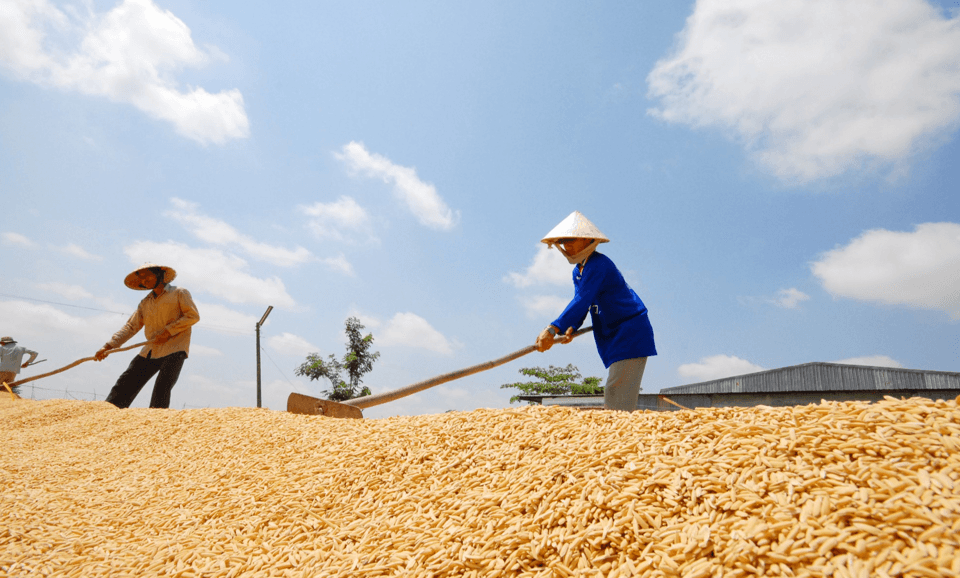 Giá lúa gạo hôm nay (22-6): Giá gạo tăng, giảm trái chiều