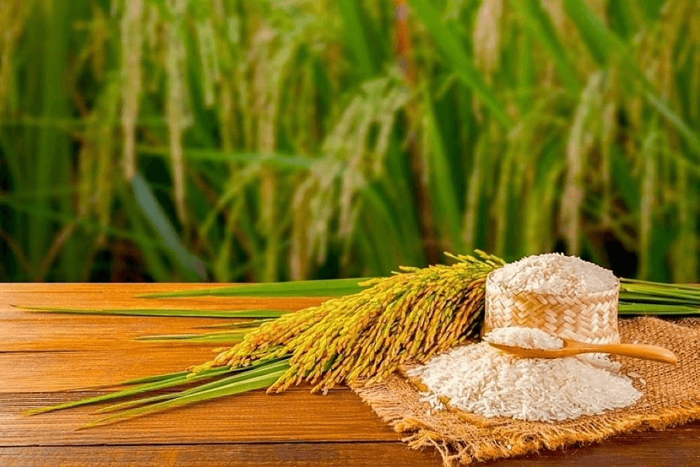 Giá lúa gạo hôm nay (24-6): Giá gạo tăng