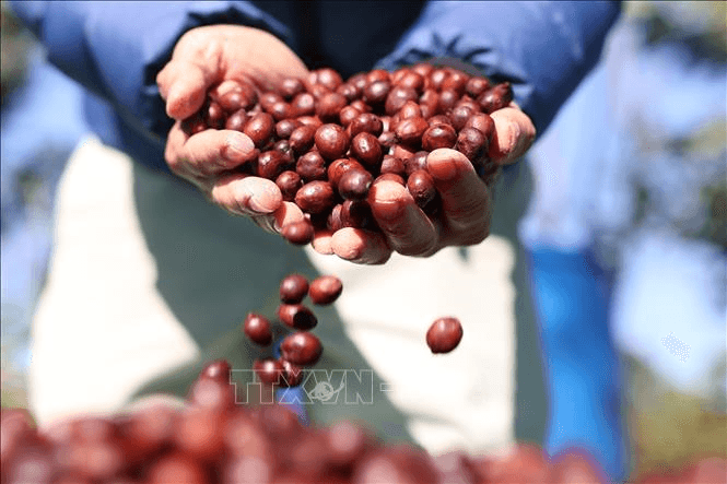 Giá cà phê hôm nay (8-7): Giá cà phê trong nước ổn định ở mức cao