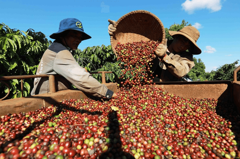 Giá cà phê hôm nay (19-7): Tăng nhẹ