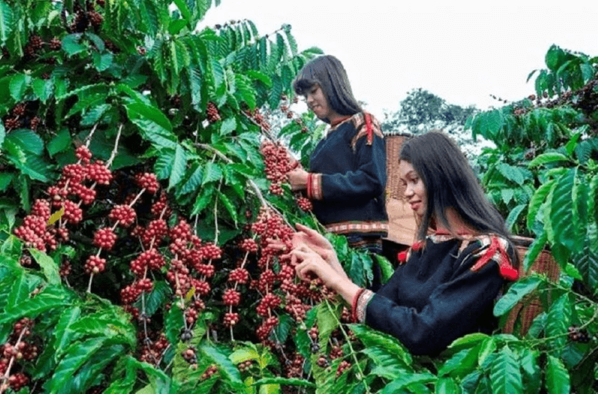 Giá cà phê hôm nay (26-7): Giảm mạnh