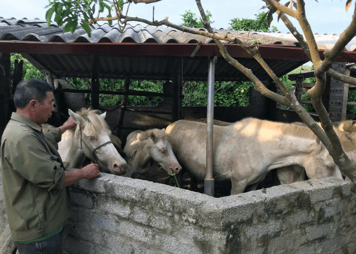 Thoát nghèo nhờ chăn nuôi ngựa bạch