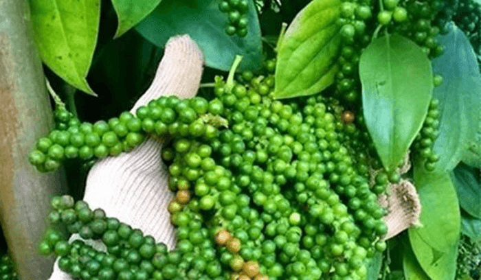 Giá hồ tiêu hôm nay (8-8): Tiếp tục giảm
