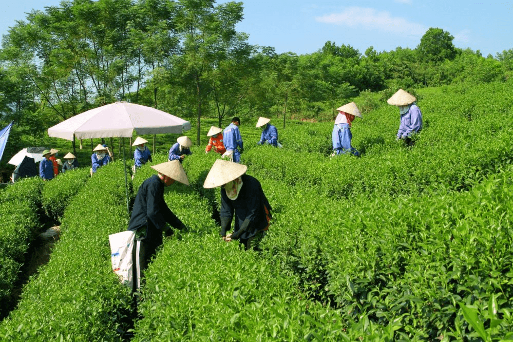 Masan đẩy mạnh sử dụng năng lượng tái tạo