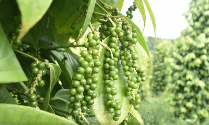 Giá hồ tiêu hôm nay (16-8): Giảm nhẹ
