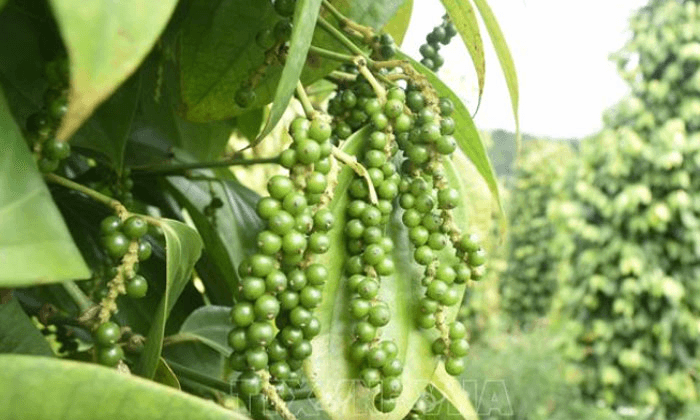 Giá hồ tiêu hôm nay (22-8): Tăng nhẹ

​