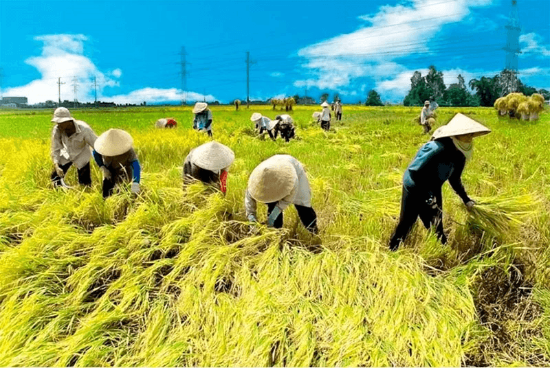 Giá lúa gạo hôm nay (26-8): Duy trì ổn định