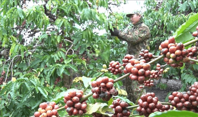 Giá cà phê hôm nay (27-8): Thiếu hụt nguồn cung, giá cà phê tăng cao