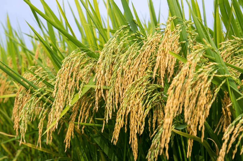 Giá lúa gạo hôm nay (26-9): Đồng loạt giảm mạnh
