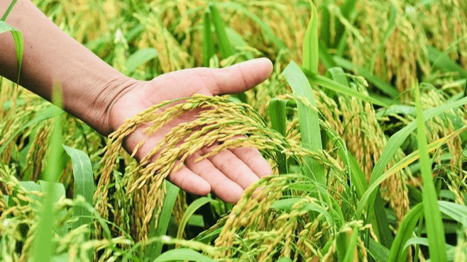 Giá lúa gạo hôm nay (3-10): Gạo xuất khẩu giảm mạnh