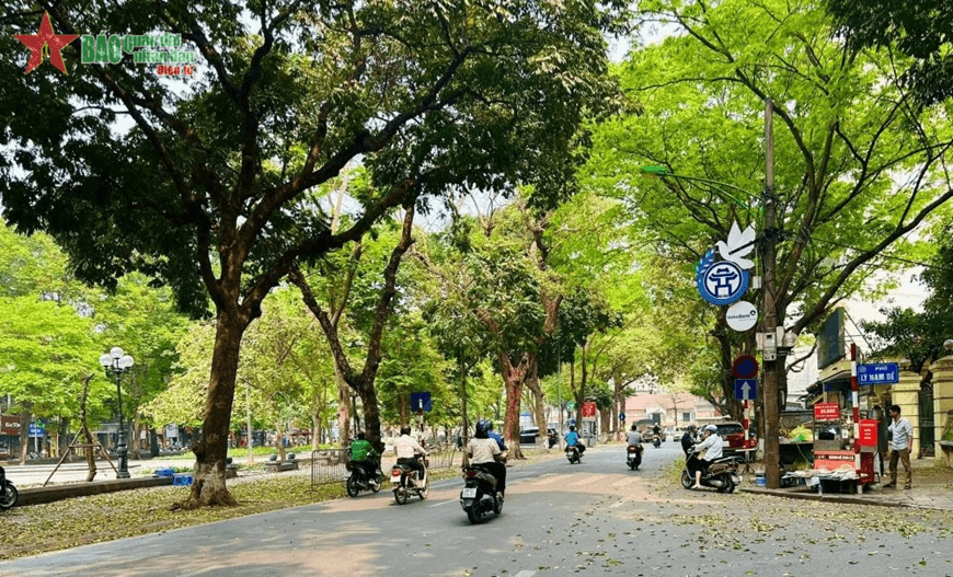 Chuyện trồng cây xanh trên phố