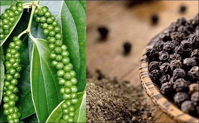 Giá hồ tiêu hôm nay (5-10): Giảm nhẹ