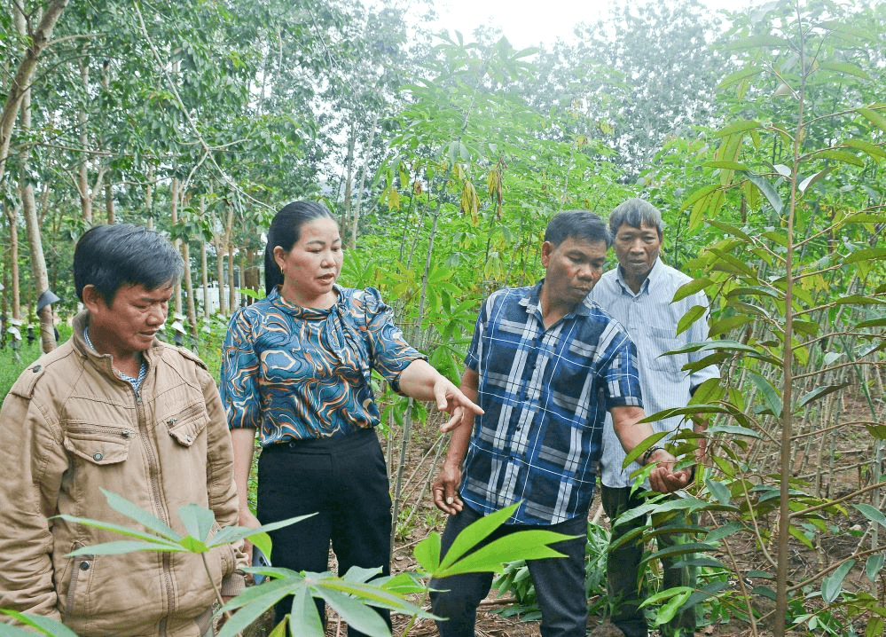 Cải tạo vườn tạp - cách làm hiệu quả ở huyện Sa Thầy