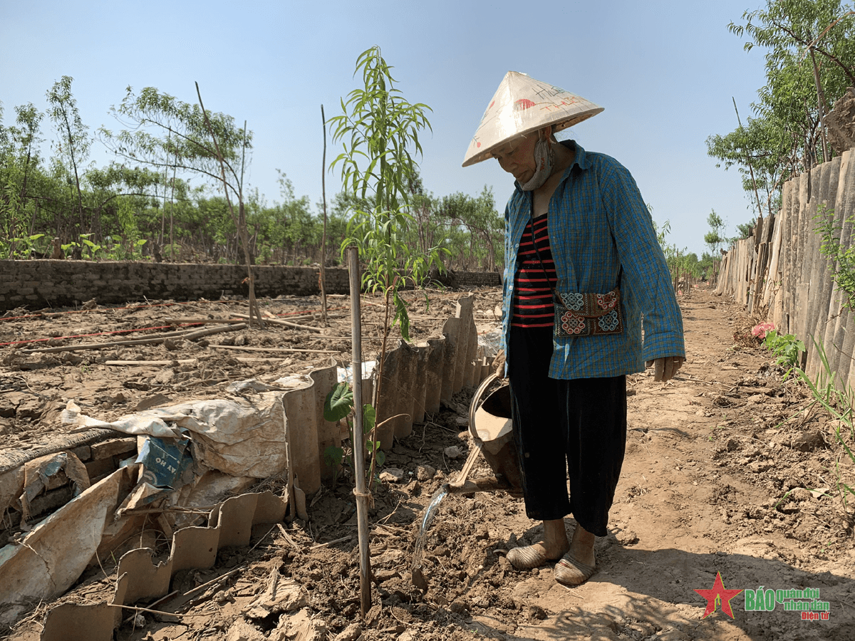 Tết này liệu có đủ đào, quất?