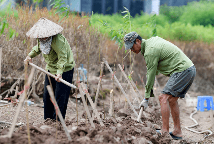 Thúc đẩy sản xuất nông sản dịp cuối năm