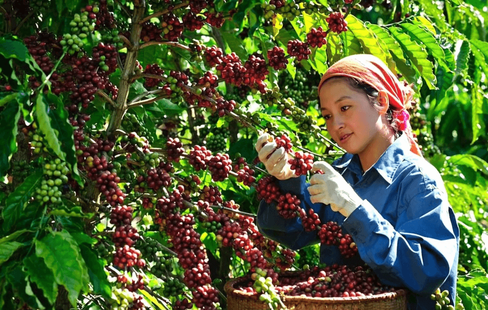 Bản tin nông sản hôm nay (31-10): Giá cà phê giảm mạnh