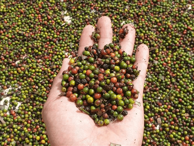 Bản tin nông sản hôm nay (25-11): Giá hồ tiêu ổn định