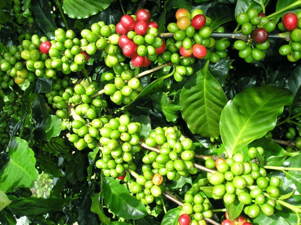 Bản tin nông sản hôm nay (17-12): Giá hồ tiêu giảm mạnh