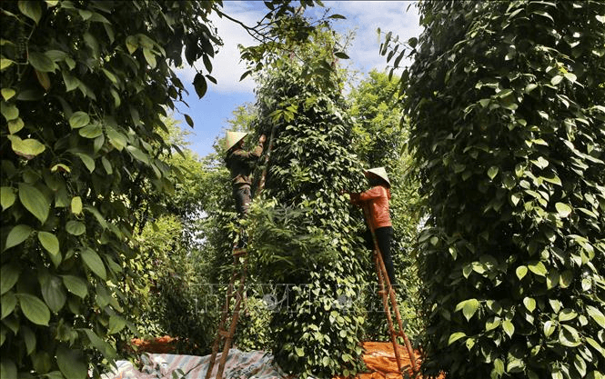 Bản tin nông sản hôm nay (19-12): Giá hồ tiêu tăng mạnh