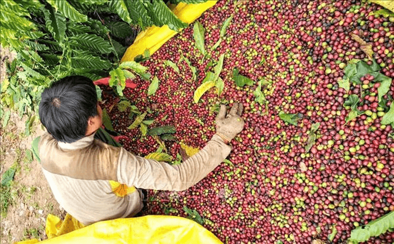 Bản tin nông sản hôm nay (1-1): Giá cà phê giảm, giá hồ tiêu tăng nhẹ