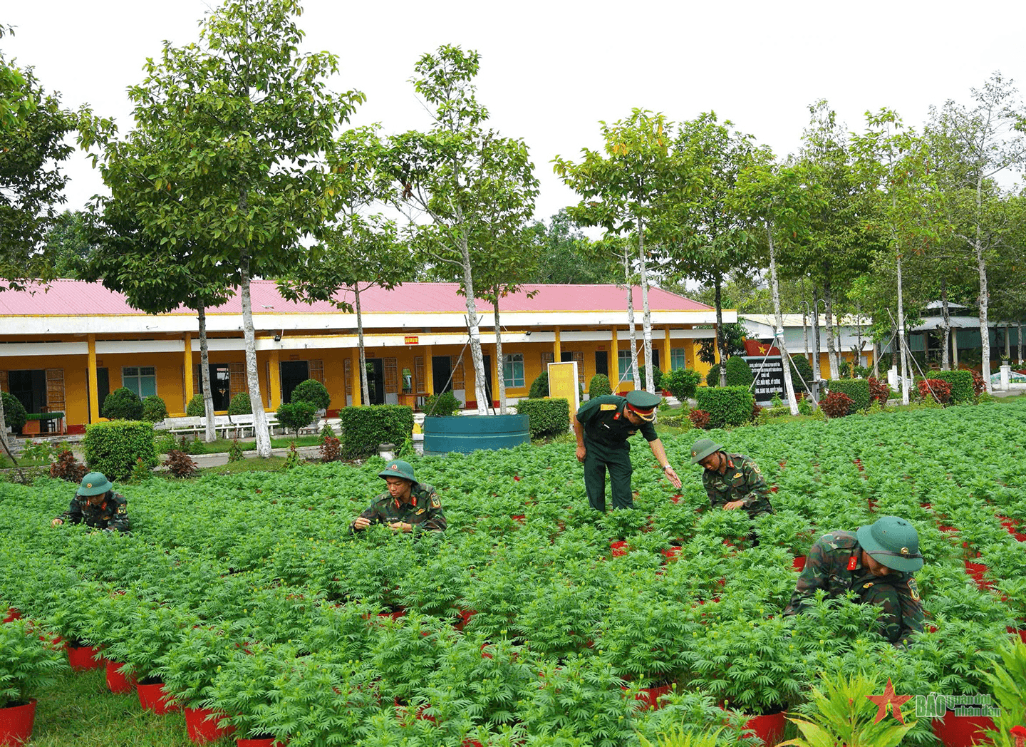 Quân khu 9: Rực rỡ sắc xuân tại Tiểu đoàn Hóa học
