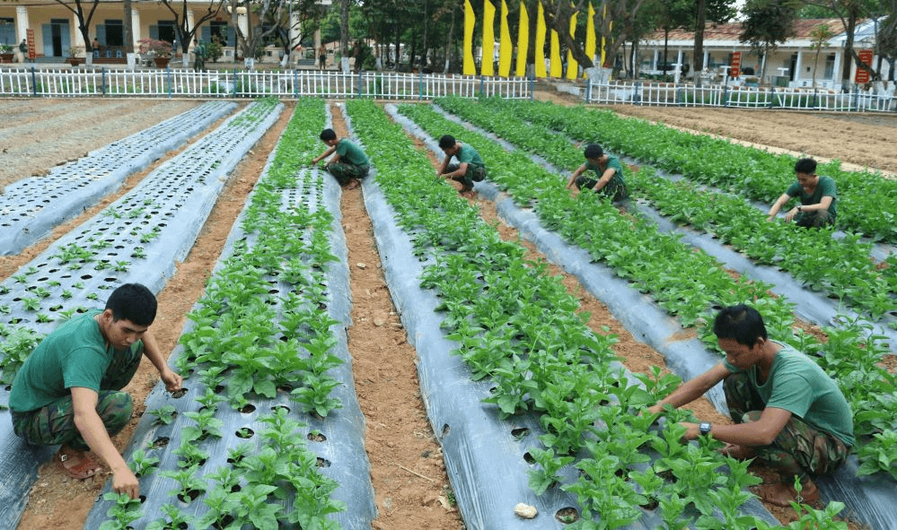 Tích cực tăng gia sản xuất, nâng cao đời sống bộ đội