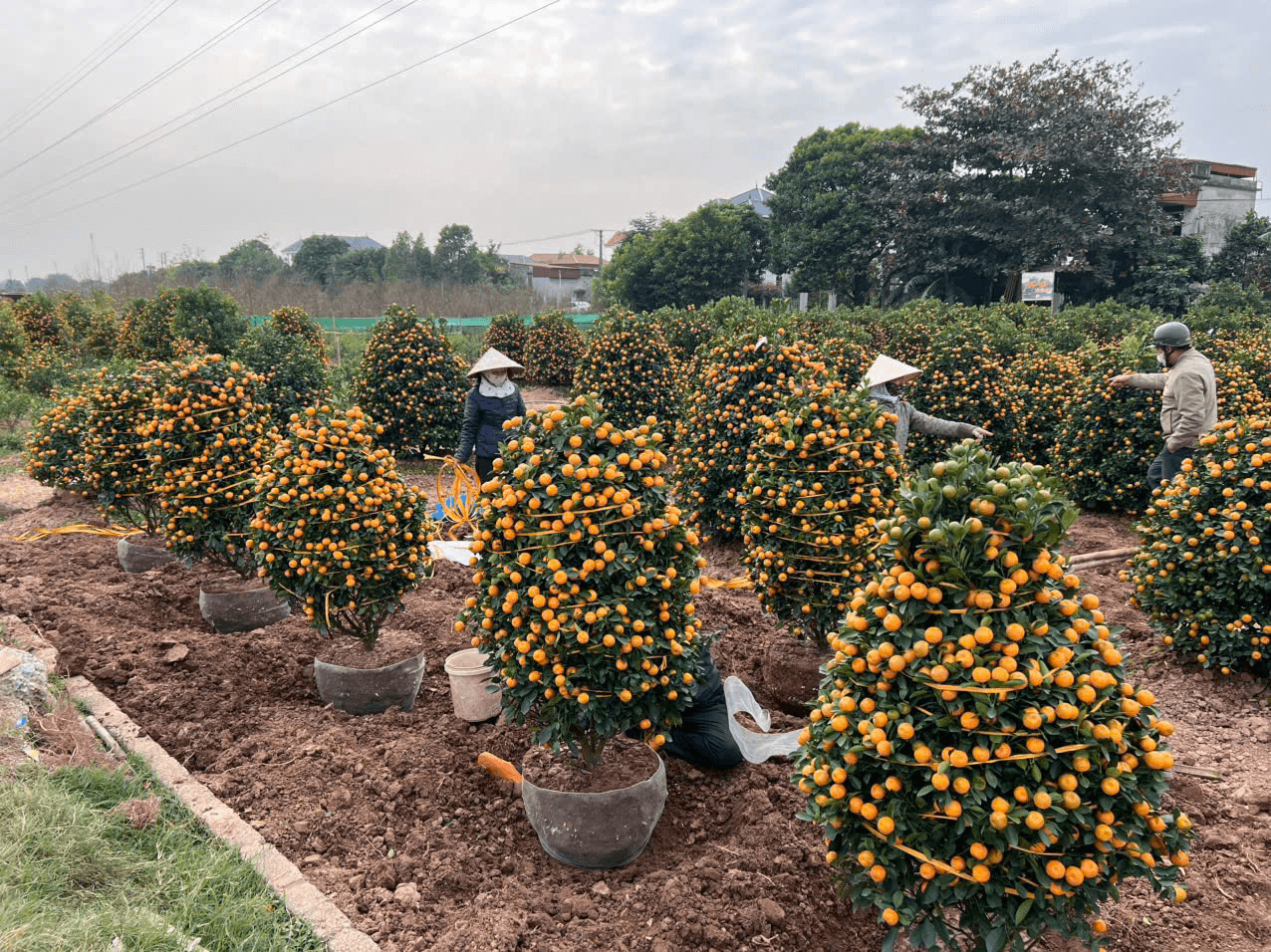 Làng nghề tất bật chuẩn bị hàng phục vụ Tết