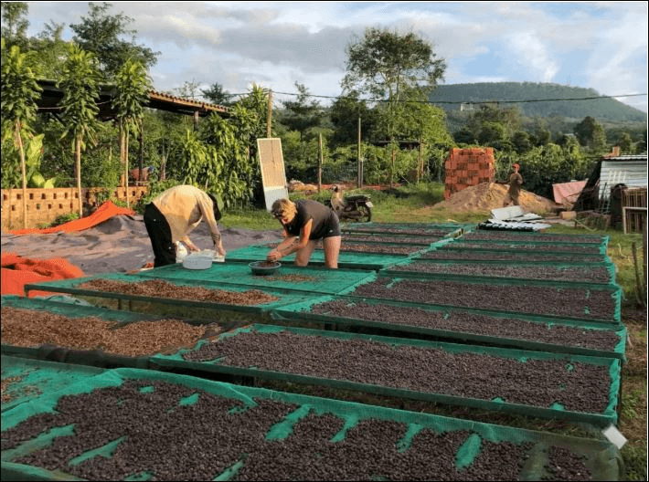 Bản tin nông sản hôm nay (20-1): Giá cà phê ổn định